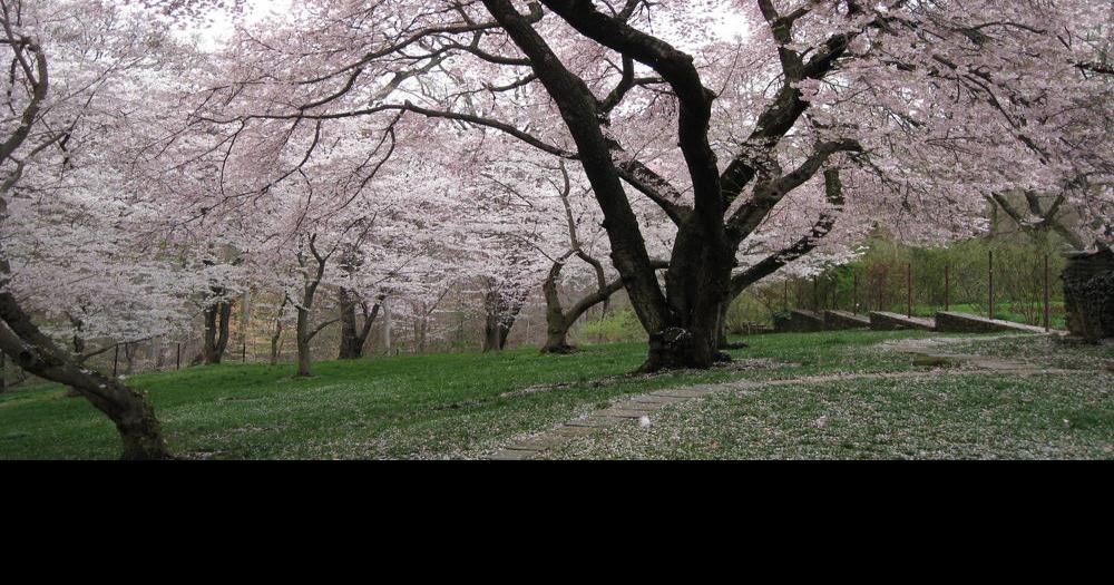 Buy Cherry Blossoms: The Official Book of the National Cherry Blossom  Festival Book Online at Low Prices in India