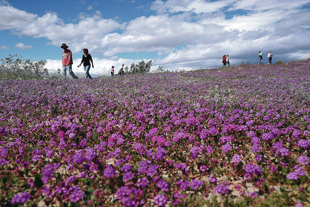 When will the wildflower super bloom happen in the California desert?