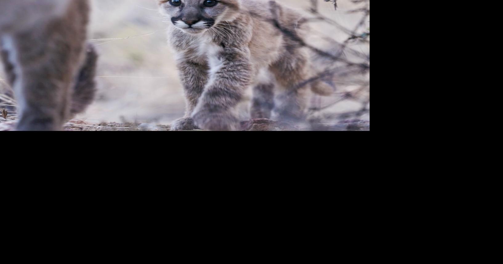 From mountain lions to bees, N.M. cinematographer Lia Nydes captures the delicate lives of wildlife