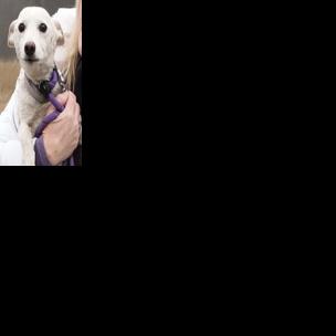 Luna, a dog missing for over a month in Yellowstone, reunites with owners