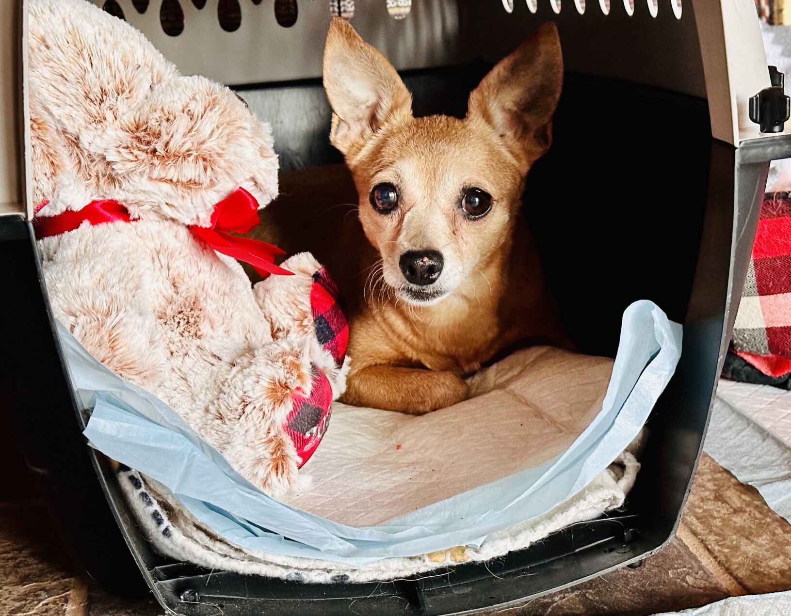 Nearly 100 Chihuahua mixes in shelters foster care after Socorro