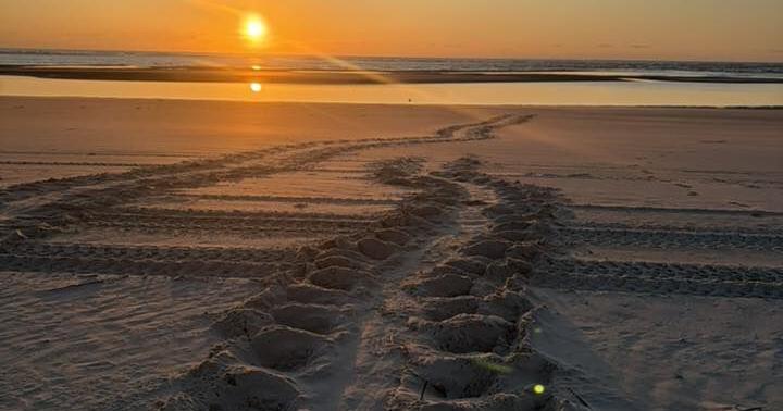 May 7 - Loggerhead nesting season starts in Georgia