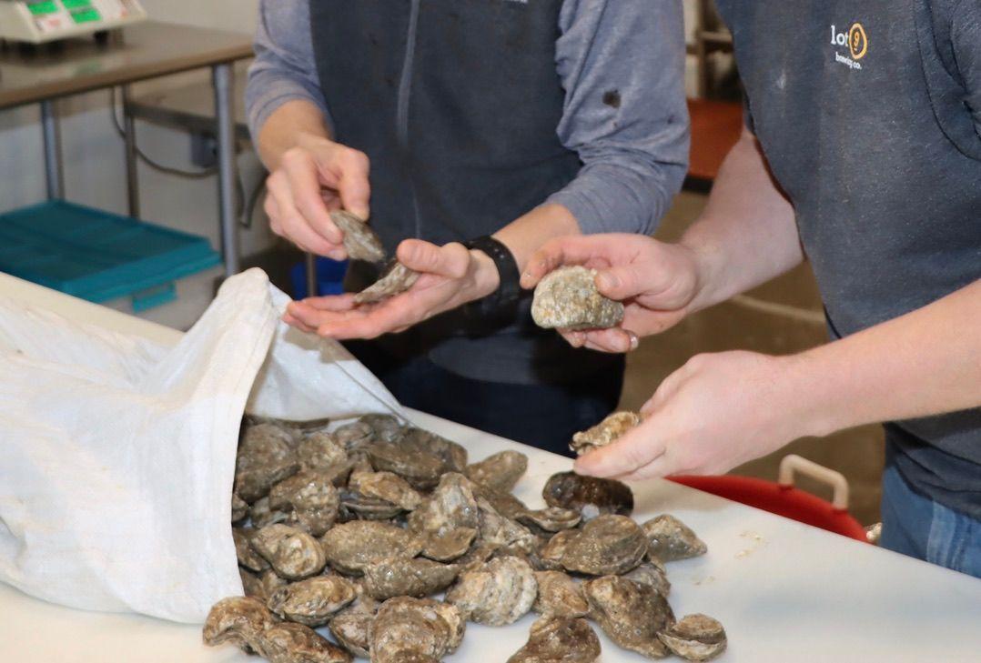 Fresh Oysters from Russo's Fresh Seafood Bluffton for Oyster Stout at