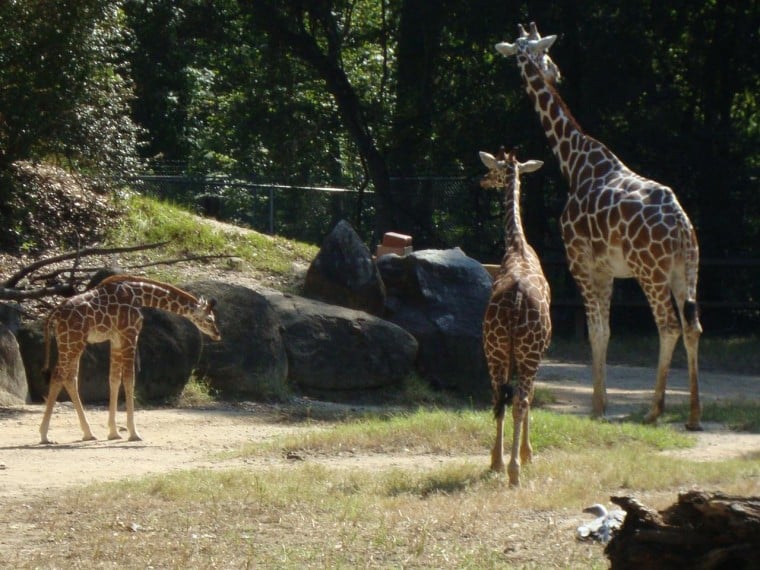 Riverbanks Zoo introduces new baby giraffe | State | scnow.com