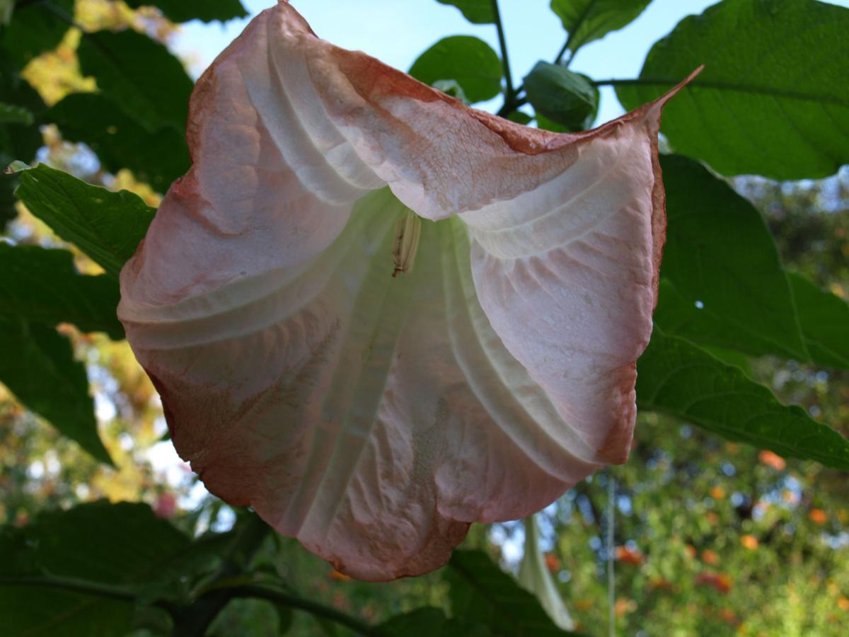 Trish Dehond Angel S Trumpets Herald Summer S End Columns