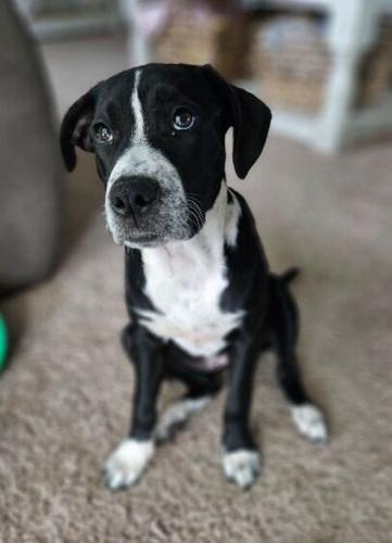 Pet of the week