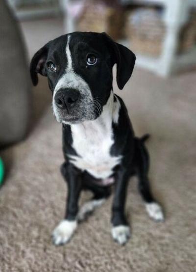 Pet of the week