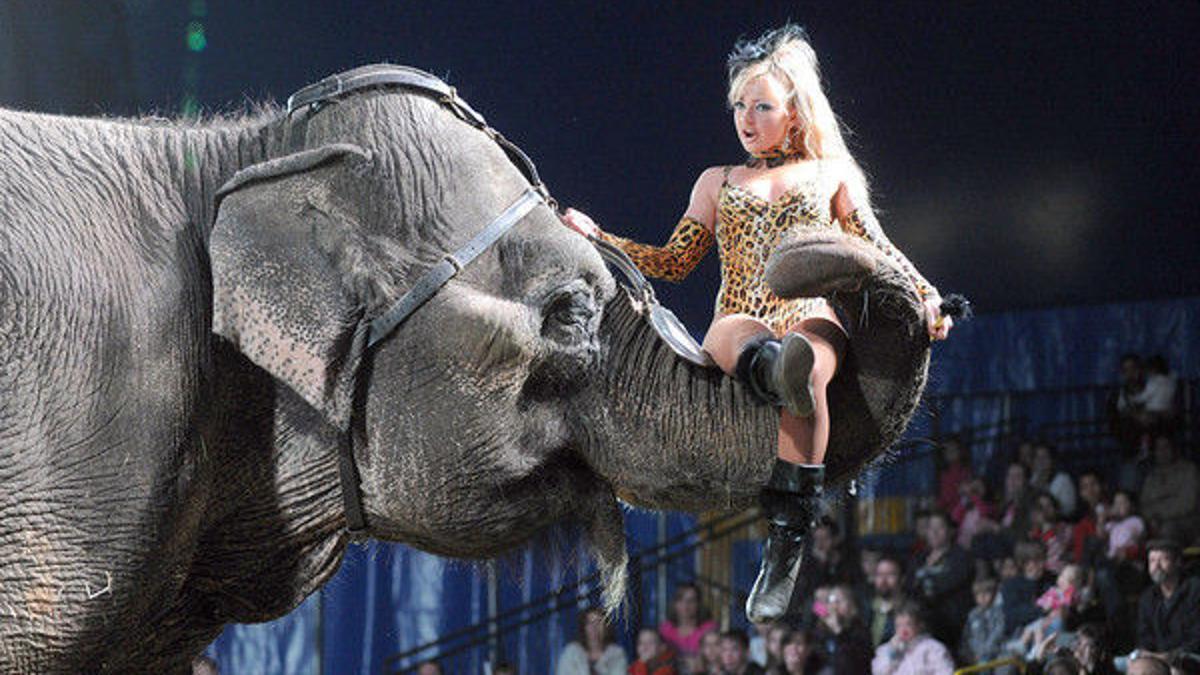 Garden Brothers Circus To Perform In Florence Local News Scnow Com