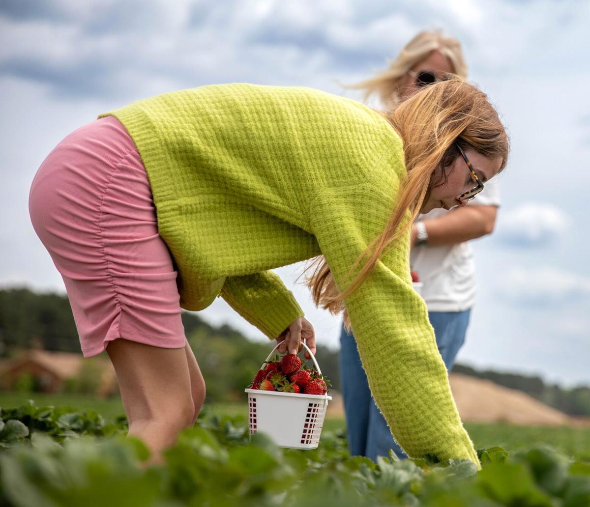 It's strawberry picking time at Cottle Farms in Florence!