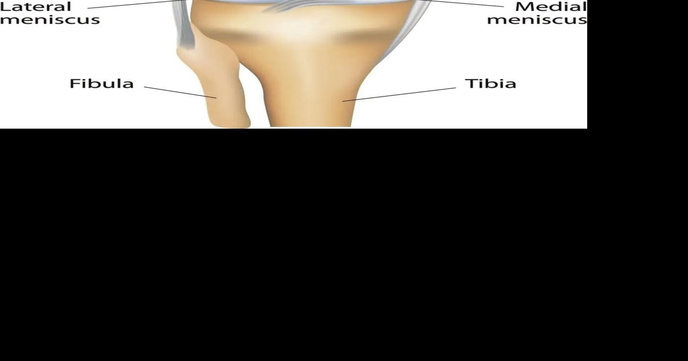 medial meniscus anatomy