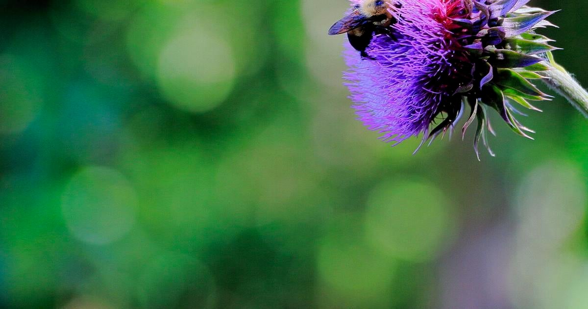TOM POLAND: Thistles, drażliwy temat | opinia TOM POLAND: Thistles, drażliwy temat | opinia