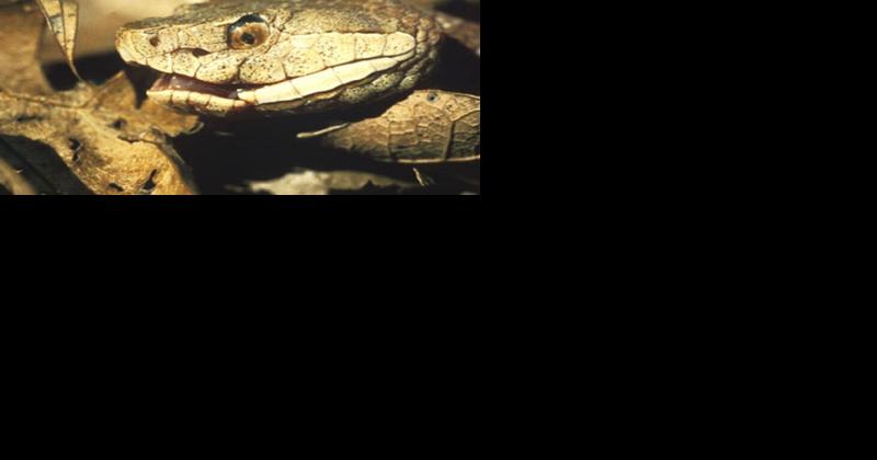 Here's how to ID and avoid venomous snakes in SC - Vimarsana News