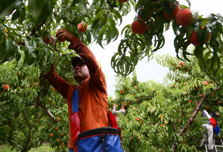 McLeod Farms Peach Festival Local News