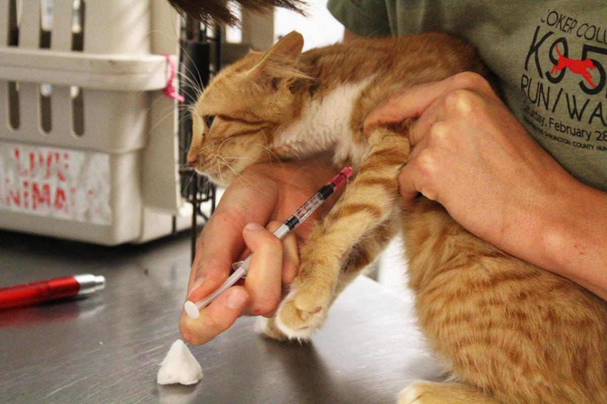 After Devastation Darlington County Animal Shelter Raising Money