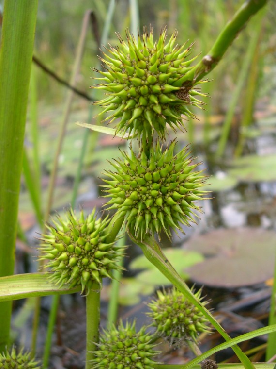 Green shop spiky plant