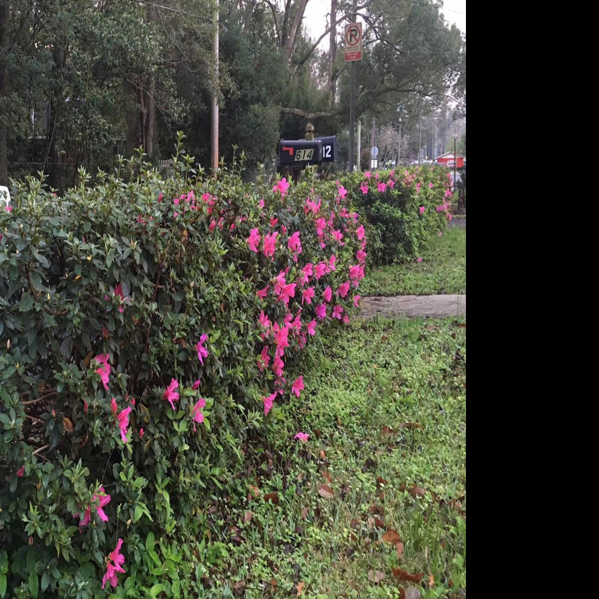 Trish Dehond Prune Azaleas Now For More Flowers Next Spring