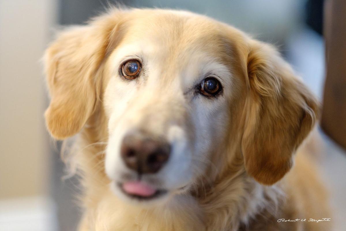 This Golden Retriever Is A Quadruple Amputee And Now A Therapy Dog For Phoenix Veterans Children Trending Scnow Com