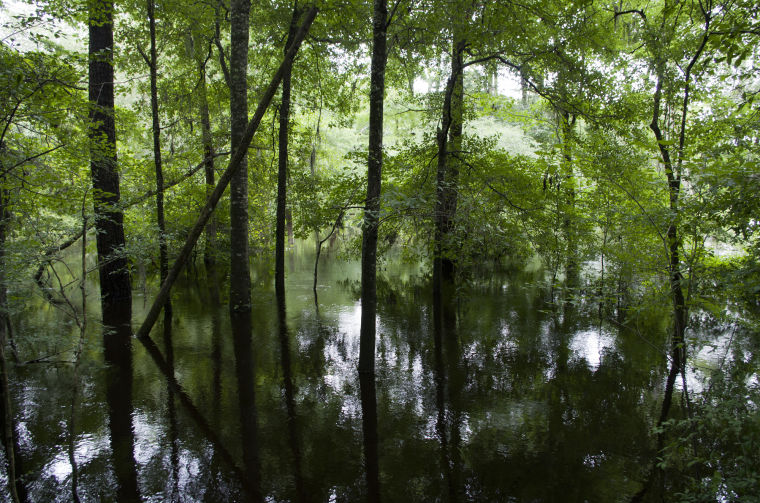 High water at Lynches River County Park Local News