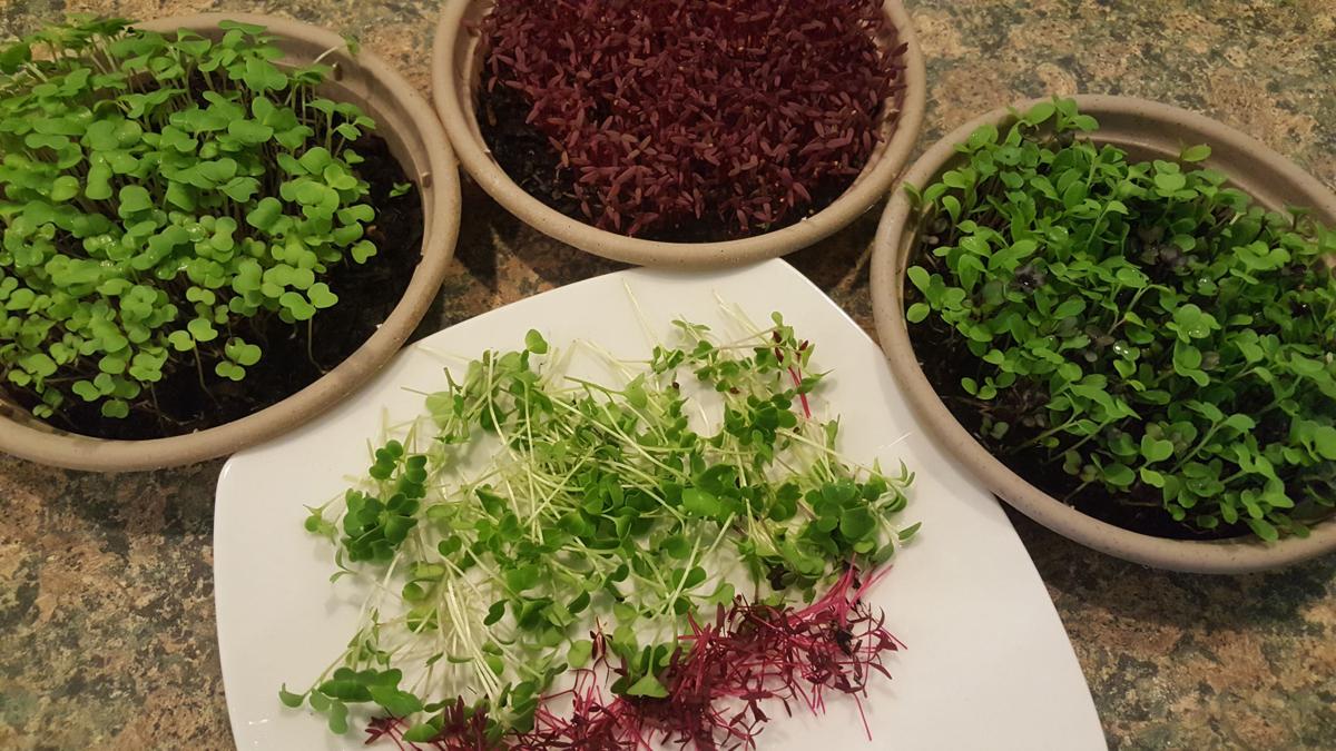GREG PRYOR: Growing microgreens quick and easy | Local News | scnow.com