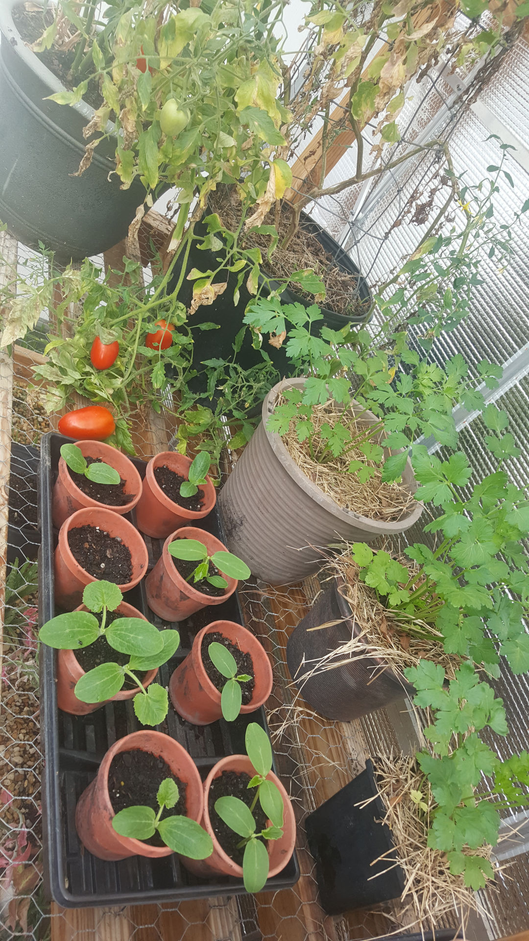 Grow Your Produce In Containers And Raised Beds Columns Grow Your Produce In Containers And Raised Beds Columns