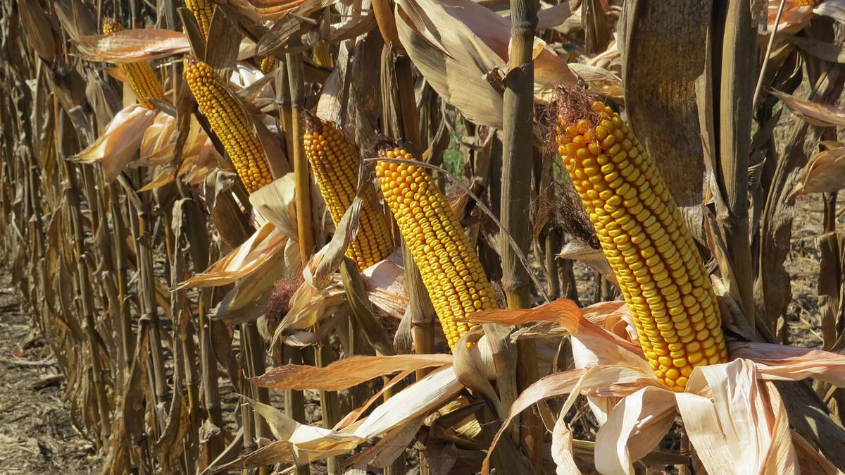 Bumper corn crop predicted for 2020 Business News