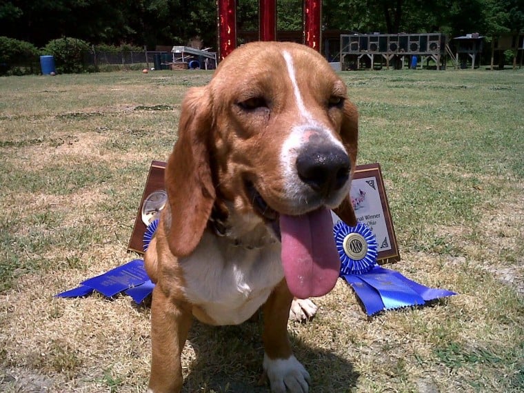 champion rabbit beagles