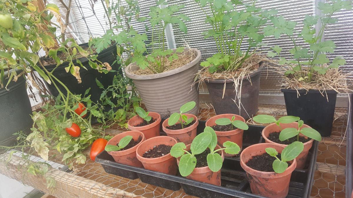 Grow Your Produce In Containers And Raised Beds Columns Grow Your Produce In Containers And Raised Beds Columns