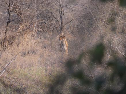 Clemson University delves into the business of saving tigers - Vimarsana News