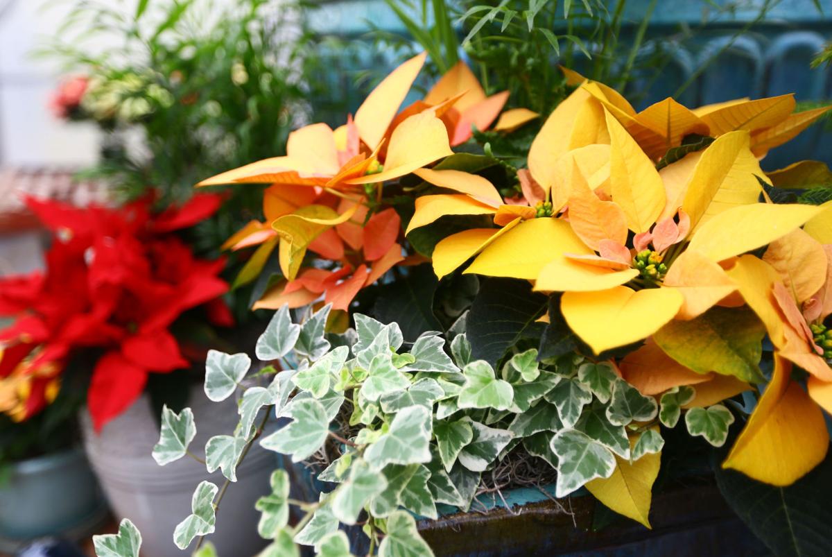 Forest Lake Greenhouses flourish through the holiday season News