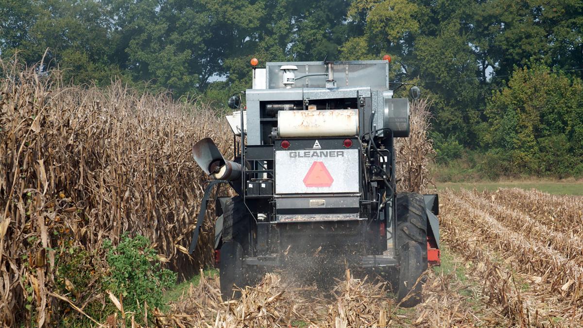 Bumper corn crop predicted for 2020 Business News