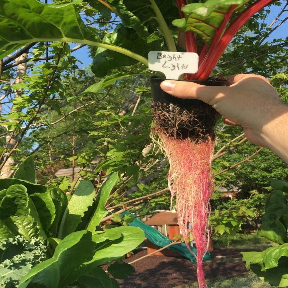 City Dweller Builds System To Grow Plants Vertically Home