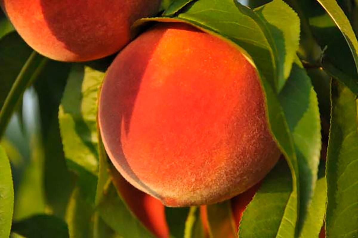 Peach 3.jpg