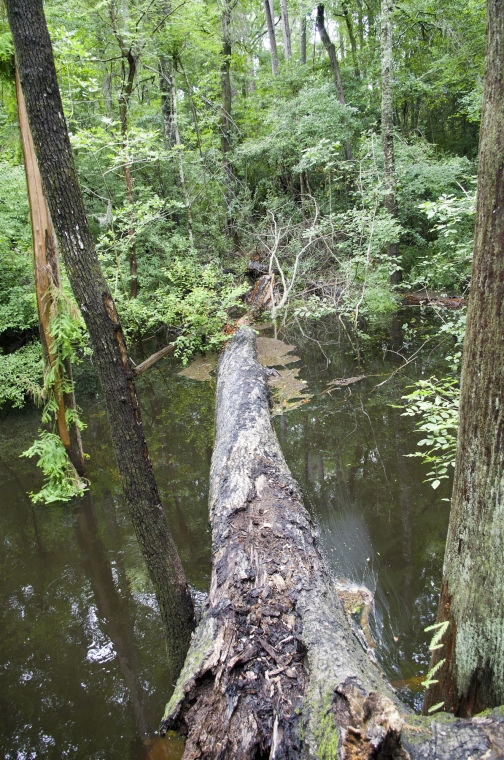 High water at Lynches River County Park Local News