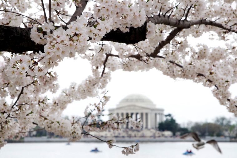 From the blue of the Tidal Basin water to the pink of a blooming Cherry  Blossom, our uniforms are filled with hints of a D.C. spring.