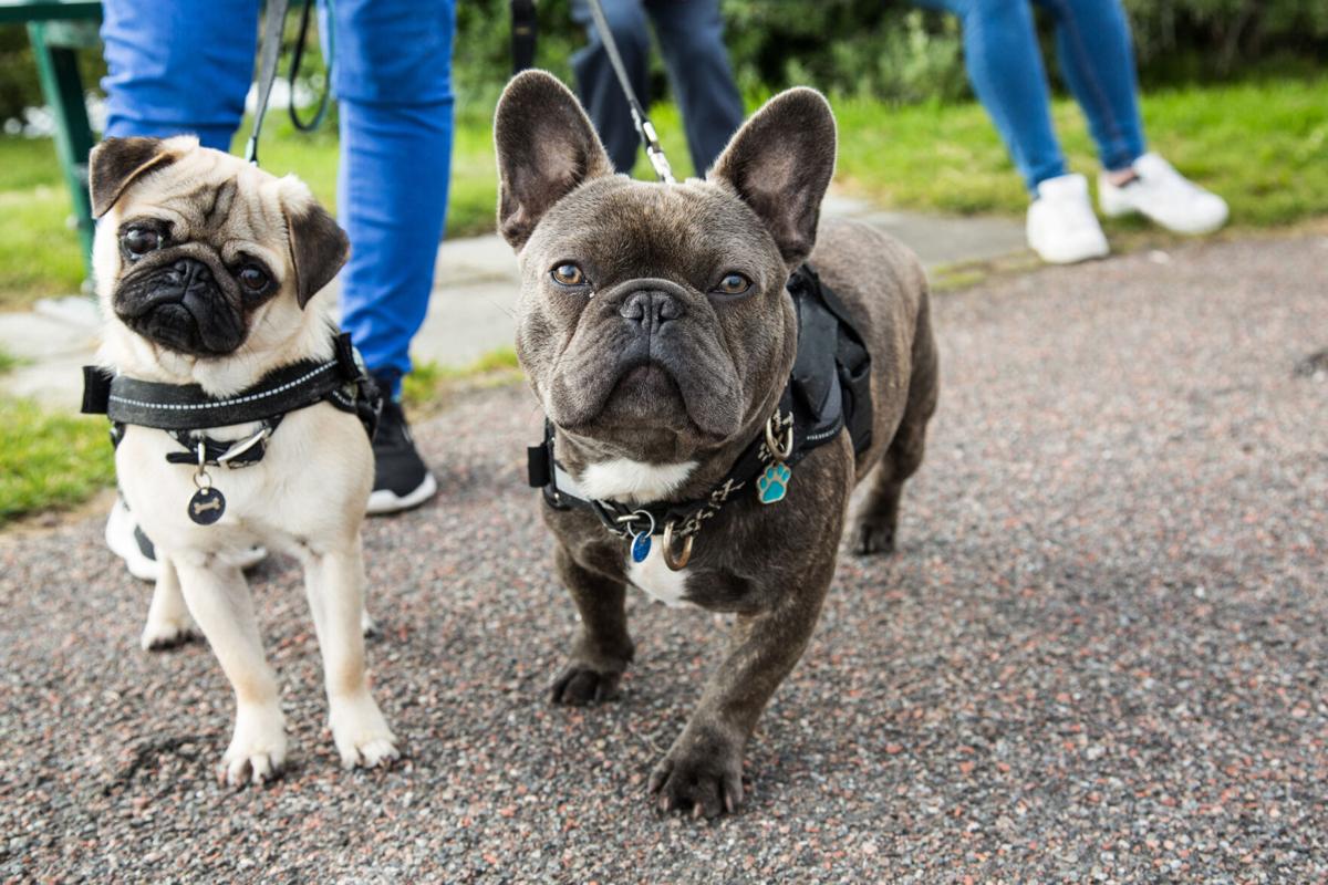 Spooky Ghost Tours That Welcome You and Your Pooch (image)