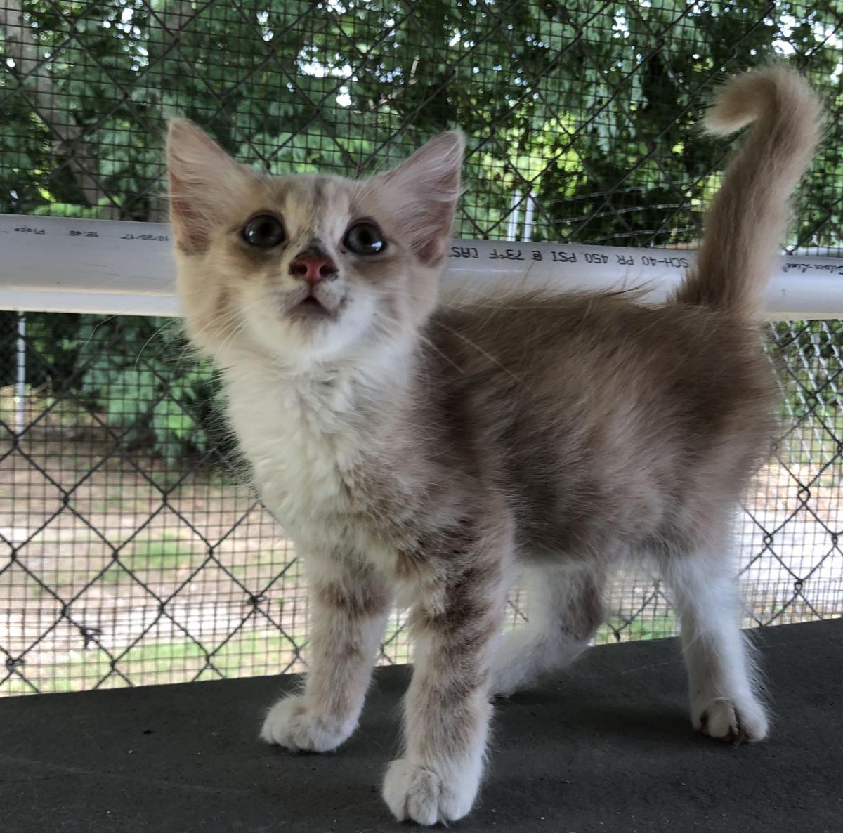 Pets Of The Week Local News Scnow Com