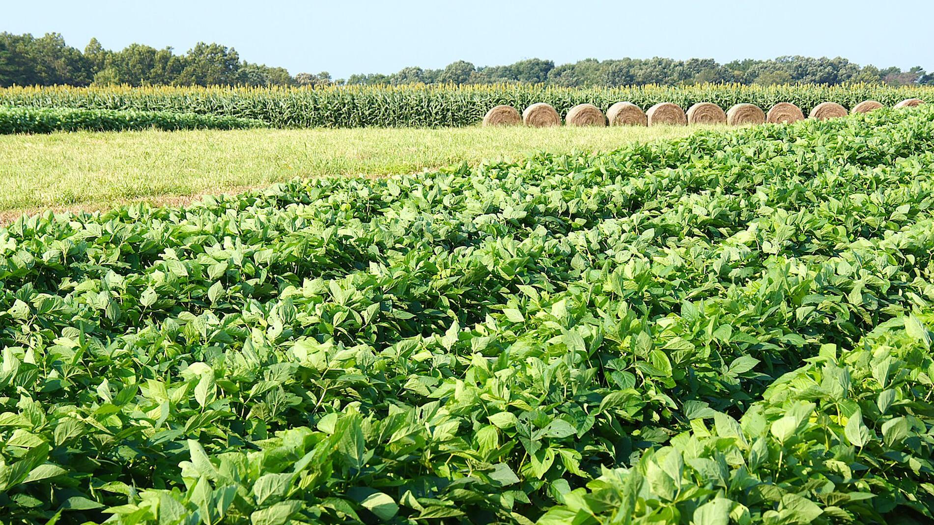 Clemson Ag Outlook Conference offers farmers advice on how to deal with 2020's 'black swan' | Agriculture - Vimarsana News