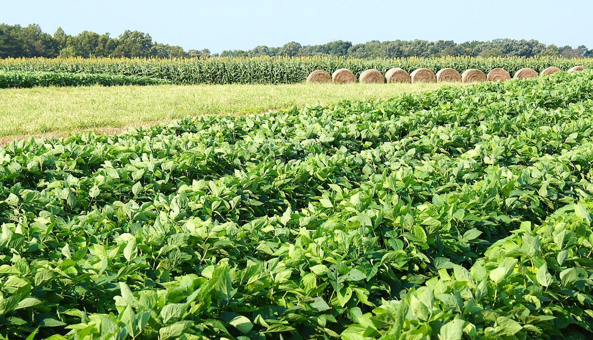 Clemson Ag Outlook Conference offers farmers advice on how to deal with 2020’s ‘black swan’