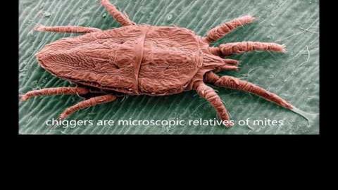 Greg Pryor Dealing With Chiggers On The Homestead Columns Scnow Com