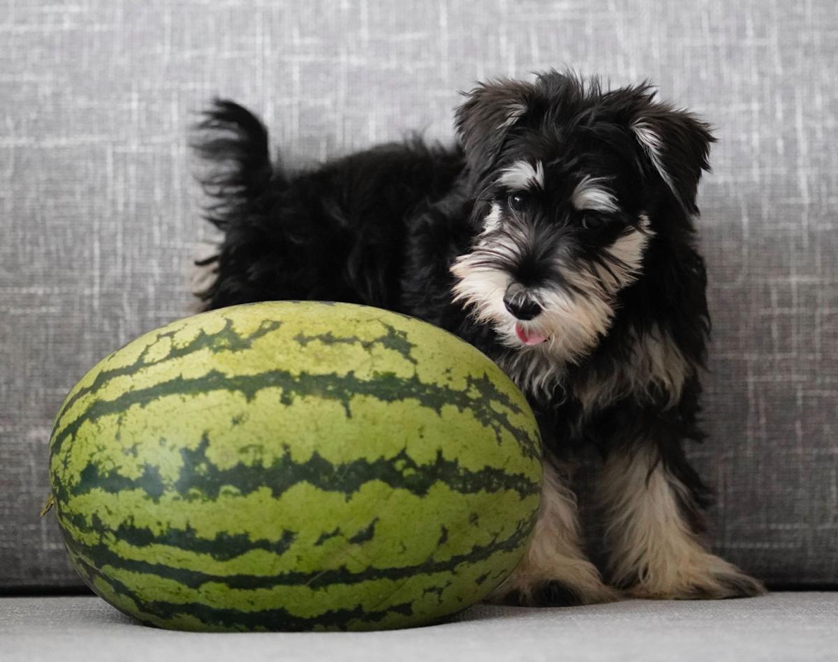 Dog and watermelon