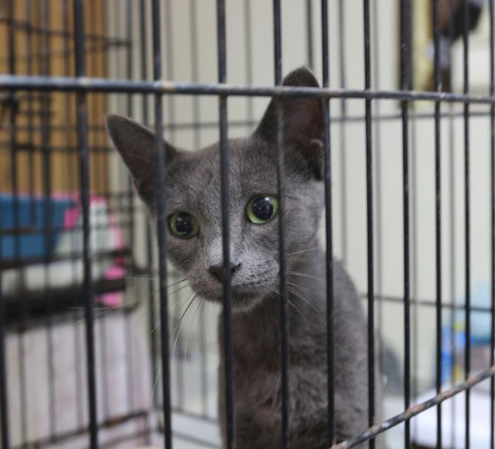 Darlington Animal Shelter Filled To Capacity Local News Scnow Com
