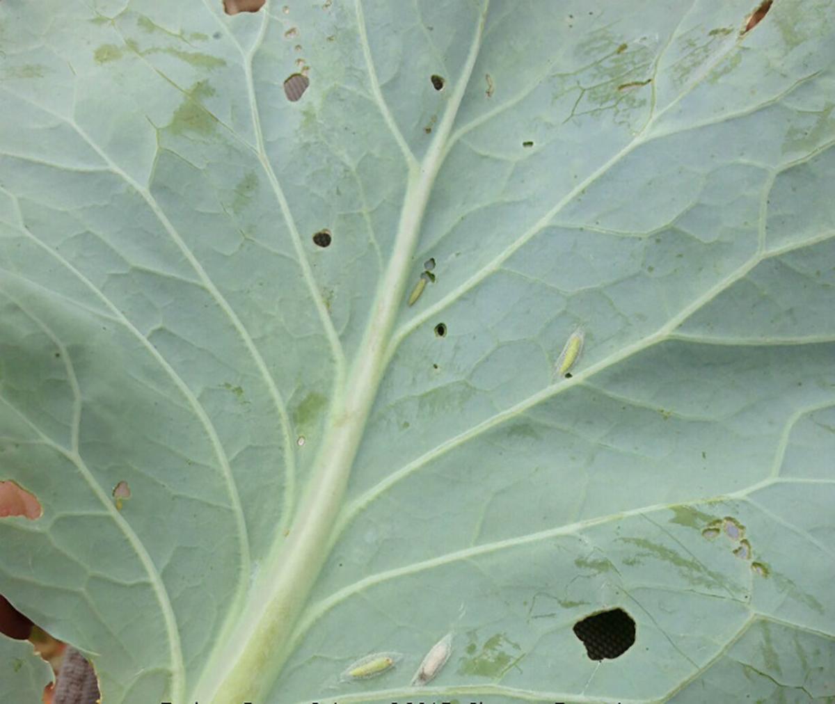 Diamondback moth caterpillars