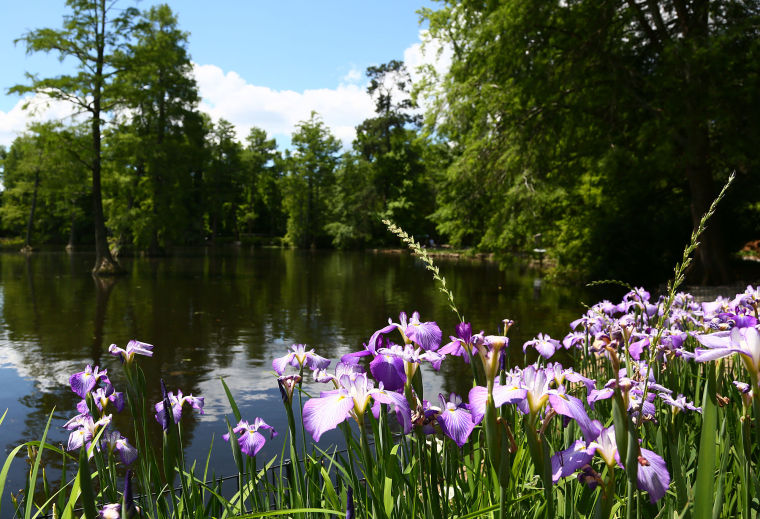 PHOTOS Sumter's Iris Festival in Full Bloom News