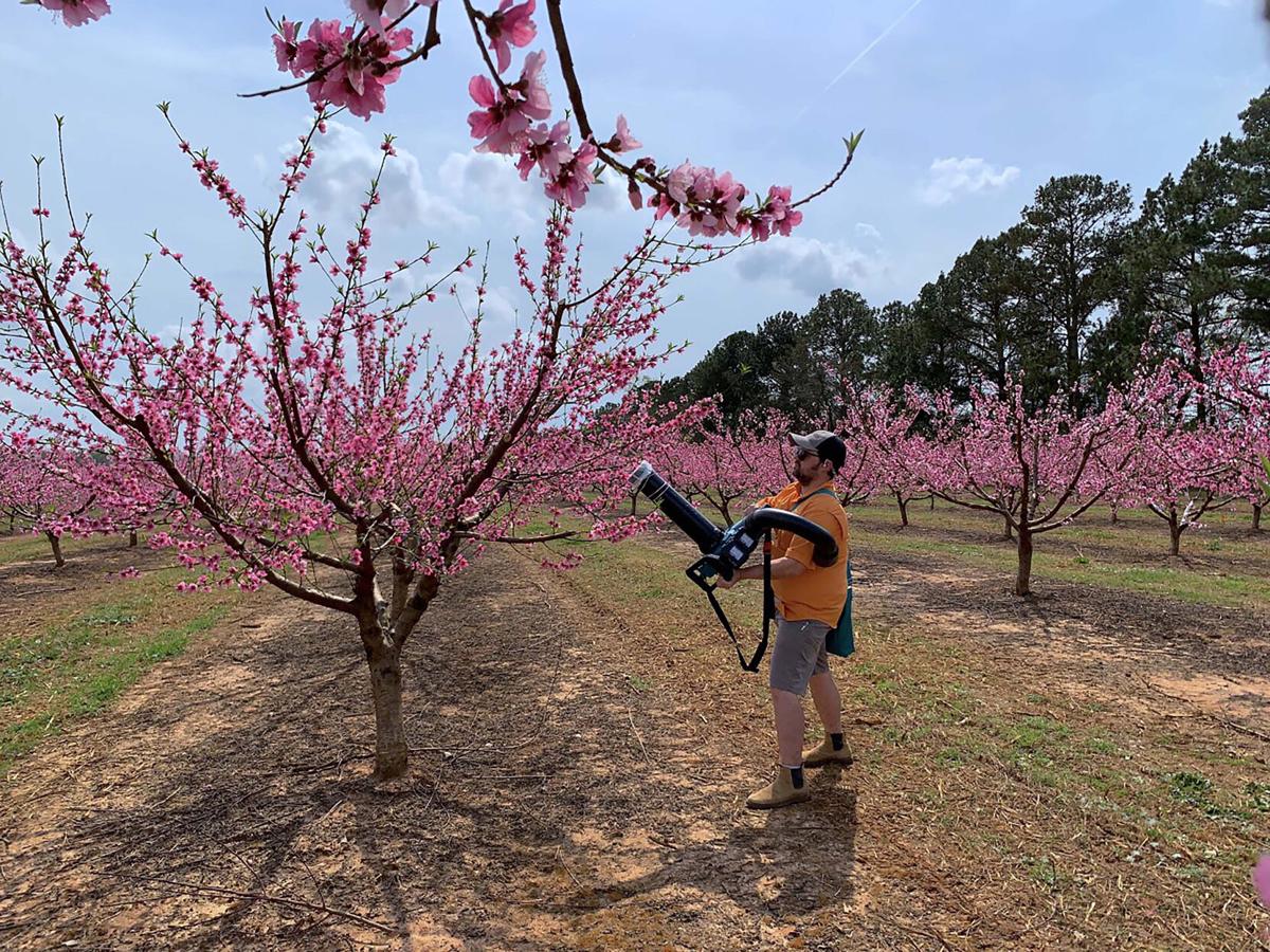 Peach 4.jpg