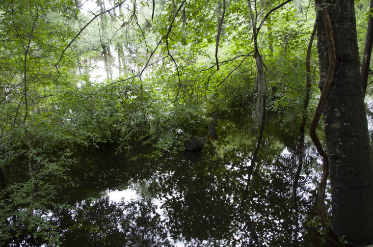 High water at Lynches River County Park Local News