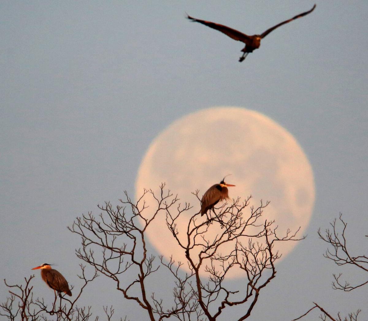 Full moon and herons