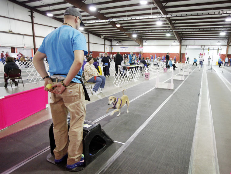 Flyball dog relay races Gallery