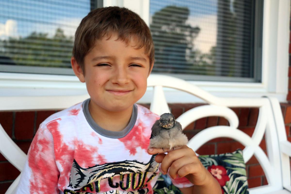 7 Year Old Florence Boy With Sensory Disorder Takes Care Of Baby Blue Jay Local News Scnow Com