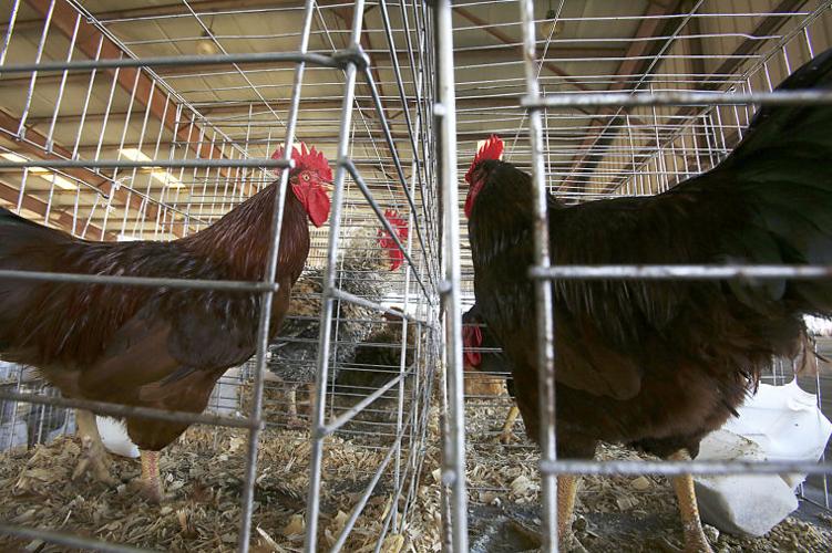 Eastern Carolina Agricultural Fair makes its way back to Florence