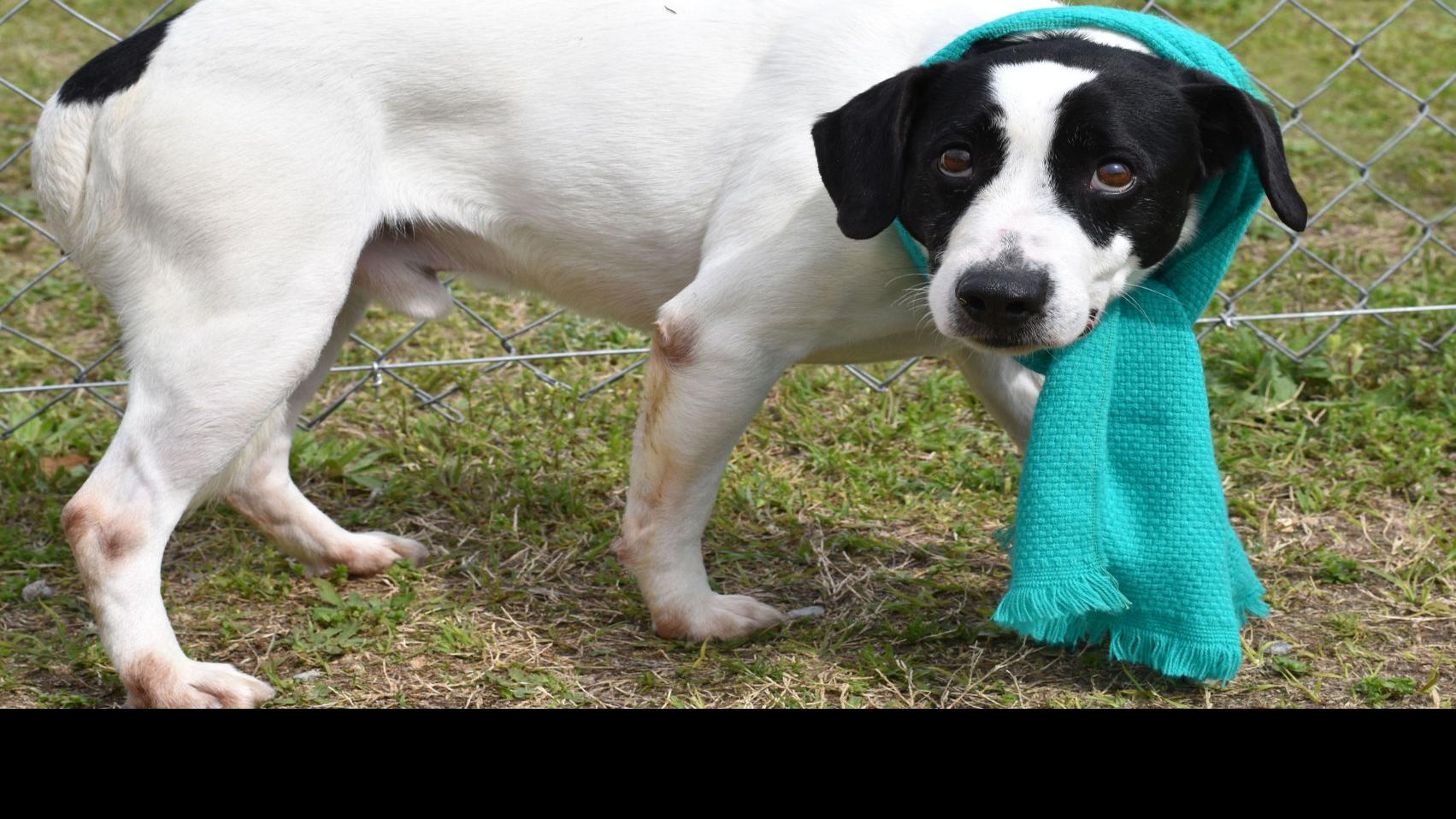 Crowded Darlington Shelter Needs Foster And Adoption Help News
